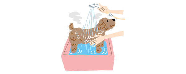 マイクロバブルシャワーを浴びる犬